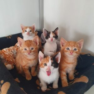 Plaatsbare kittens